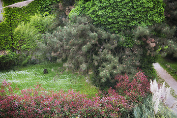 Image showing White daisy and green trees in Italian garden