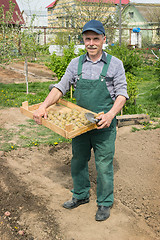 Image showing Elderly  man planting potatoes in his garden