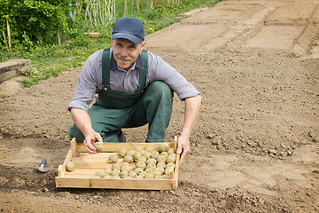 Image showing Elderly  man with smile planting potatoes in his garden