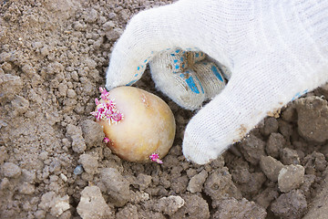 Image showing Hand farmer, plant potatoes in the ground sprouts