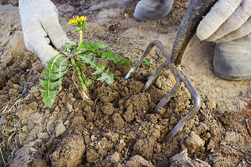 Image showing Hand farmer remove weeds from the soil