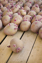 Image showing Ready for planting potatoes in box