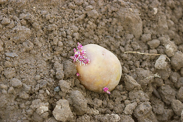 Image showing Germinated potato planting in the ground