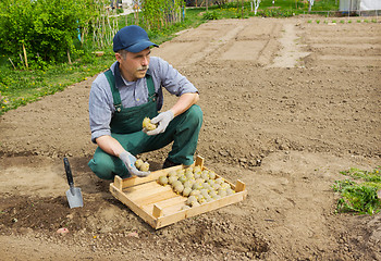 Image showing Elderly energetic man  planting potatoes in his garden 