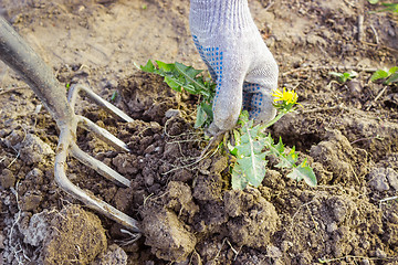 Image showing Farmer digs pitchforks malicious weed