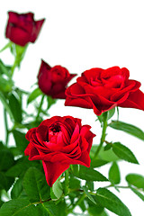 Image showing red roses