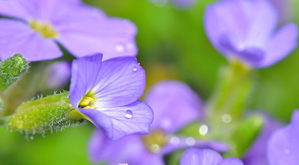 Image showing violet flower