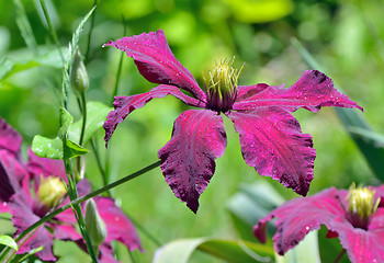 Image showing Deep purple clematis flowers
