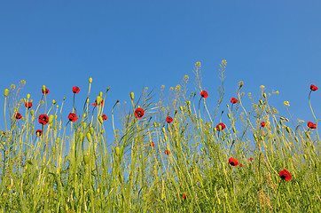 Image showing Poppy filed