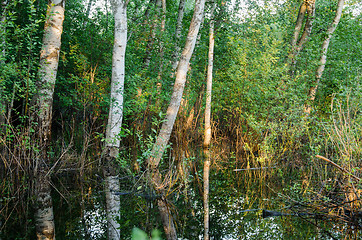 Image showing forest trees in flood water and evening sunset 