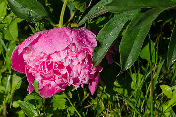 Image showing dewy red peony flower bloom cover with water drops 