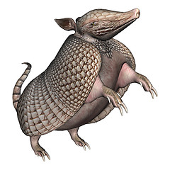 Image showing Armadillo