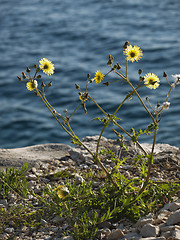 Image showing wild flower on the coast