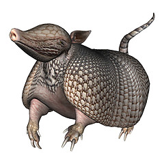 Image showing Armadillo