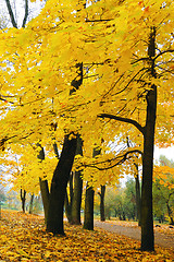 Image showing Autumn 