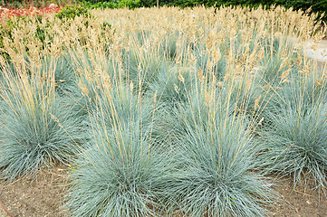 Image showing Blue fescue