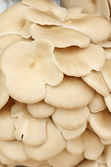 Image showing Pleurotus ostreatus