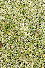 Image showing Arabis fern
