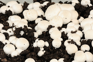 Image showing White Champignon