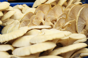 Image showing Pleurotus cornucopiae