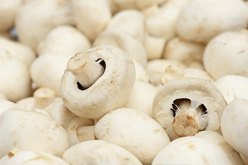 Image showing White Champignon