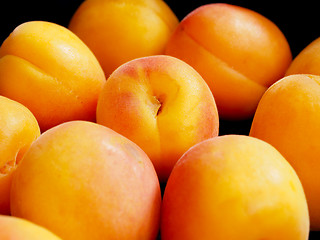 Image showing Apricot