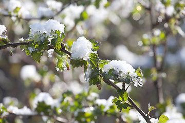 Image showing green leaves under sudden snow