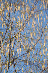 Image showing birch catkins