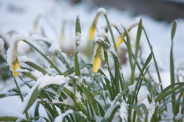 Image showing flowers under sudden snow