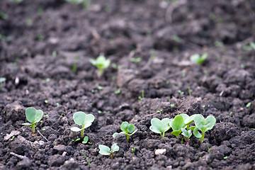 Image showing first green sprouts