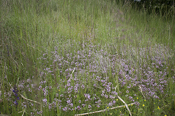 Image showing Green weeds and flowers background