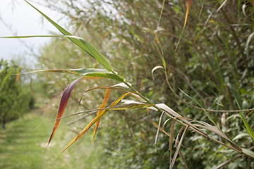 Image showing Giant cane on weeds background