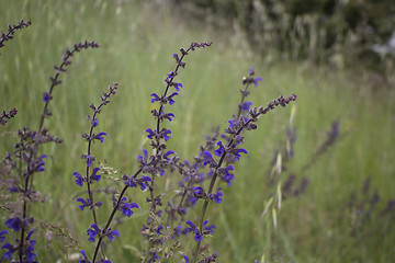 Image showing Purple flower on weeds background