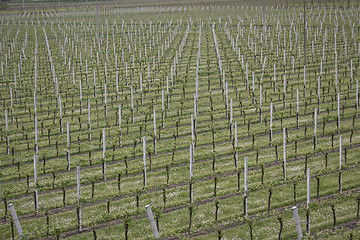 Image showing rows of vines