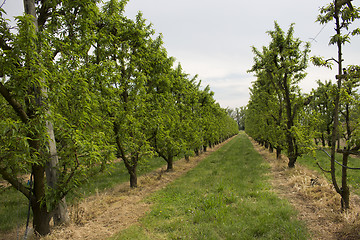 Image showing Peach trees rows