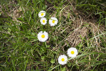 Image showing Daisy macro: bellis perennis