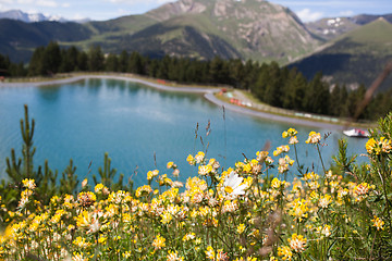 Image showing Mountain flowers