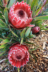 Image showing Two blooming protea flowers