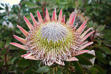 Image showing King Protea  Cynaroides