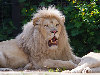 Image showing Male African white lion