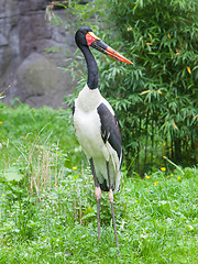 Image showing Saddle-billed stork. Latin name - Ephippiorhynchus senegalensis