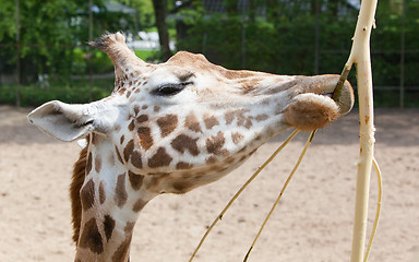 Image showing Giraffe eating