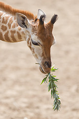 Image showing Young giraffe eating