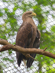 Image showing White tailed Eagle