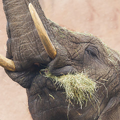 Image showing Elephant eating grass 