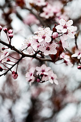 Image showing spring blossoms 