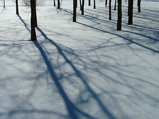 Image showing omnious trees