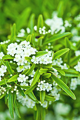 Image showing blossoming tree brunch 