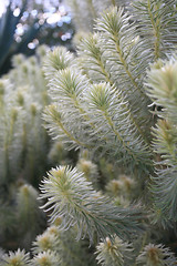 Image showing Feathery soft Flannel Bush Phylica plumosa