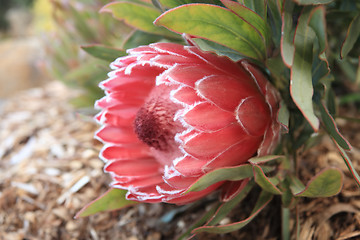 Image showing Protea Sugarbush flowering in the garden